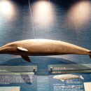 고래의꿈 이미지