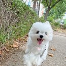 닥터멍동물병원 | [굿보이 동물병원 기록] 강아지 지방층염/중랑구 닥터멍동물병원