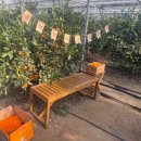 광주농장 | 경기도 광주에 있는 태규농장 귤따기체험 솔직후기