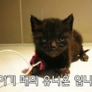 유니온동물의료센터 이미지