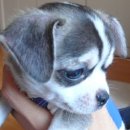 이쁜멍멍이 이미지