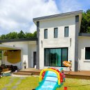 비행기나무 이미지