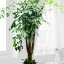 해피트리 이미지