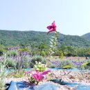 라벤더 이미지