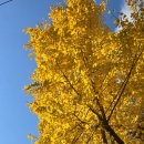 원도심 은행나무 이미지