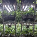 마킹팜 | 3.14 포시즌베리 벤치마킹 후기