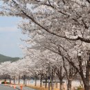 영천시 자양댐 벚꽃 이미지