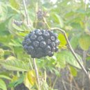 인건농장 이미지