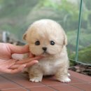 인천 강아지분양 고양이분양 미유펫 이미지