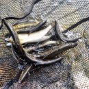 생초리펜션 이미지