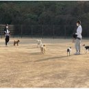 송파 반려견 놀이터 이미지