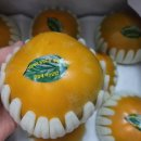 수농원 | [수농원] 태추단감 후기