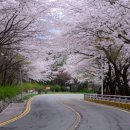 온천단지 가로수길 이미지