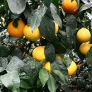 태광농장 이미지