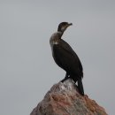 홍도의 가마우지(Temminck's Cormorant) 이미지