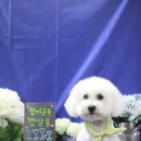 빵이펫살롱 이미지