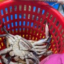 유정수산 | [서울/가락시장] 가락시장 수산31호 정화수산 유정식당 후기 제철 암꽃게 후기 2025년 꽃게 제철 및...