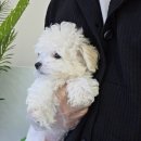 수원강아지분양 드림독 안심분양센터 수원점 | 수원비숑분양 드림독 인천 ㅣ 하얀 솜사탕 같은 매력