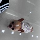 오엠동물병원