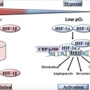 Re:The role of hypoxia in cancer progression, angiogenesis, metastasis, and resistance to therapy 이미지