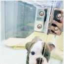 애견천사들 이미지