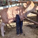 금이목장 이미지