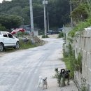 평식농장 네이버블로그