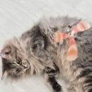 캣플 동탄점 이미지