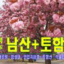 4/11(목)~12(금)경주 왕벚꽃+남산+토함산 추억의 1박2일 수학여행 ★리무진★ 이미지