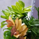 화비꽃방 이미지