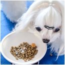 오래 | 강아지 유산균 추천 포펙트 오래곁애 강아지영양제 후기