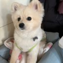 💗모찌모시찌💗폴몽쇼 오가닉 수면잠옷 조끼 솔직한 후기/이벤트 당첨!!!