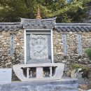 지리산황금나무 이미지