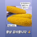 🌽 더담아 드립니다 ! 맛있는 제주 초당옥수수 특가판매중 🌽 한번드셔보세요^^ 이미지