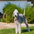 두테리어 이미지