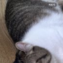 김앤정동물병원 이미지