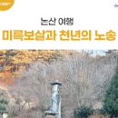 논산여행 송불암미륵불 천년 노송과의 만남 이미지