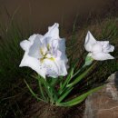 창포농장 이미지