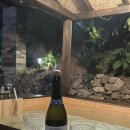 스테이단감 이미지