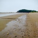 학암포 해당화 이미지