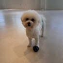 도그싸롱 이미지