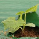 봉황농장 이미지