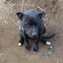 하룻강아지 이미지