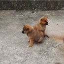 우리두리 이미지