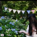 T2travel | 국내 여름 가볼만한곳 수국축제 후기