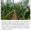 괴산 대학찰옥수수 주문 받아요(판매완료) 이미지