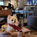 (주)앤트러사이트커피