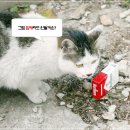 고양이에 대한 위험한 편견 다섯가지 이미지