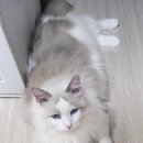 11월1일 그날의세계사 베트남전 (별책부록 : 등에 베트남지도 동하) 이미지