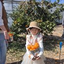 장비농장 | 제주 가족 나들이 명소 🍊 놀거리 가득한 최남단 체험감귤농장 방문 후기